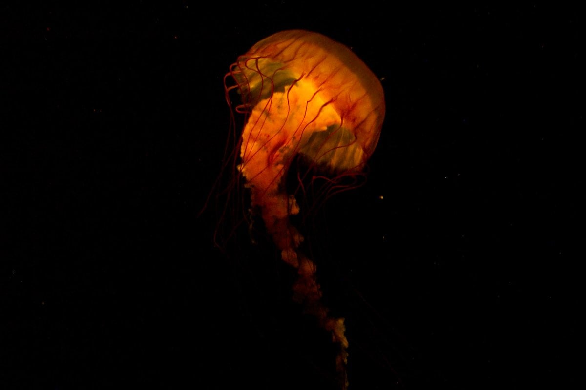 Tennessee Aquarium - Gallery Image 3
